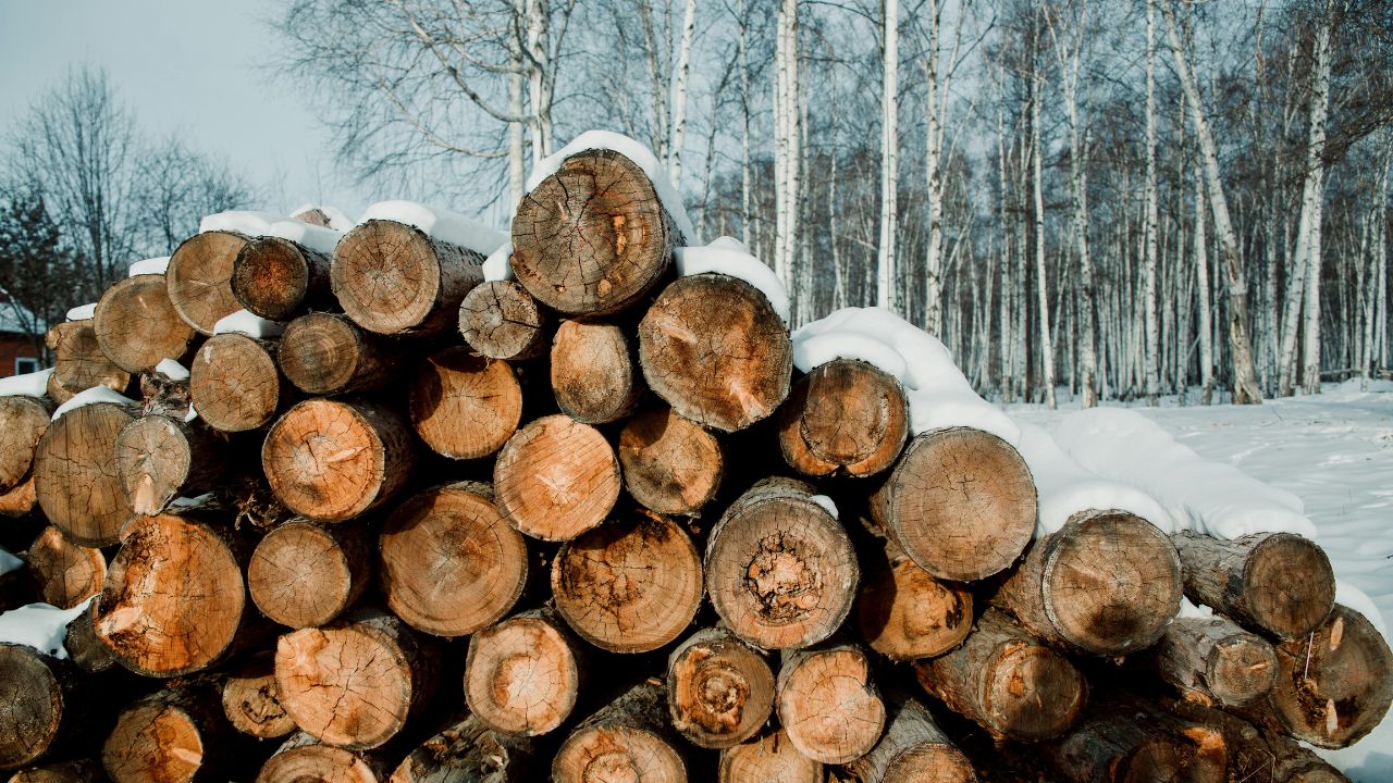 Kā laika gaitā mainās kokmateriālu cenas?